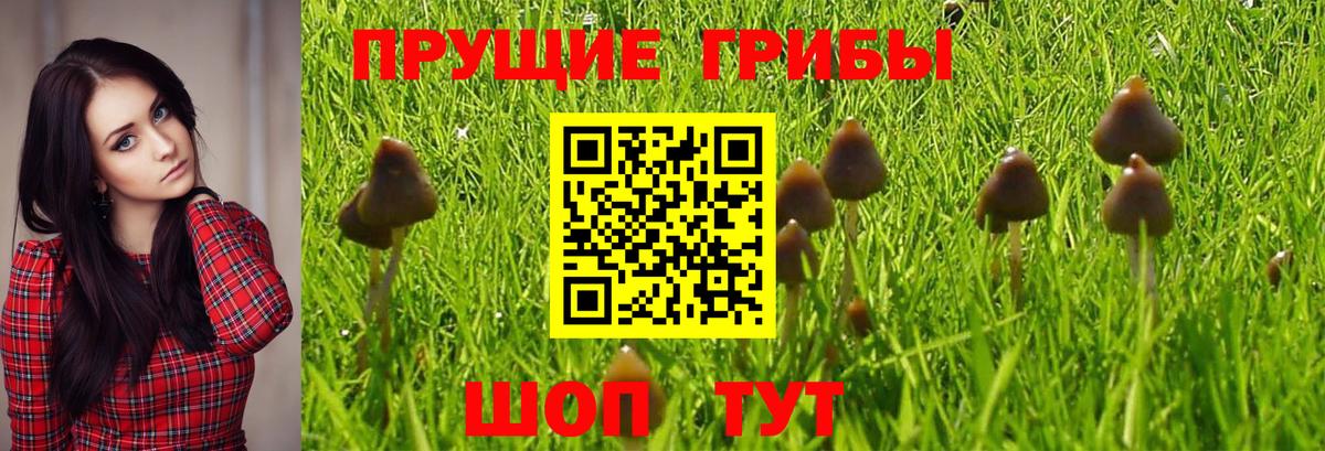Нефтекумск  Псилоцибиновые грибы Psilocybine cubensis  Вход с VPN 